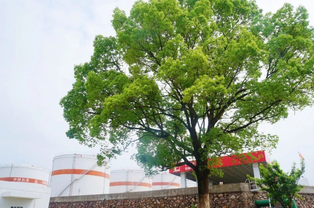 揭秘白小姐精选三肖，最新中特更新内容深度解析